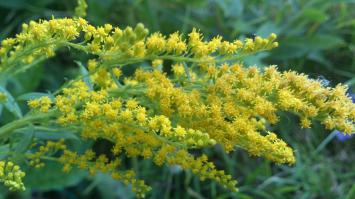 тоже иногда балуюсь макросъемкой...