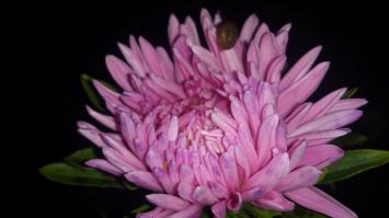 тоже иногда балуюсь макросъемкой...