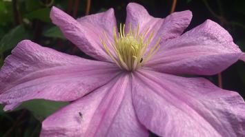 тоже иногда балуюсь макросъемкой...