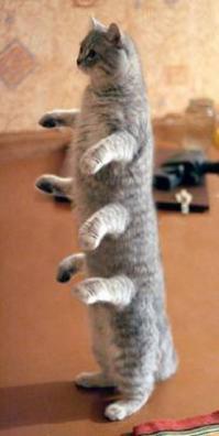 Стоячие коты  