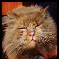 Это наш Фокс,таким вот в марте вернулся, с обхода собственных владений. 4 дня дома не было. Думали всё... без глаза останется, ан нет, зажило всё через неделю. Не даром говорят: "Заживает как на кошке"