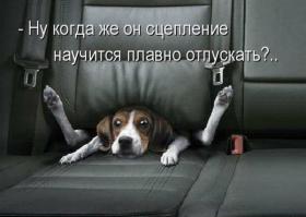 Собаки