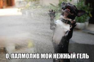Собаки