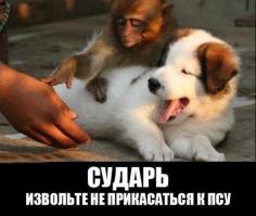 Собаки