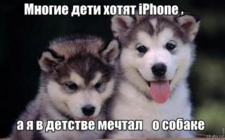 Собаки
