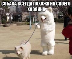 Собаки