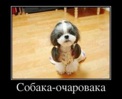 Собаки