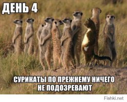 Кошачий фотопост!