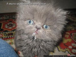 Кошачий фотопост!