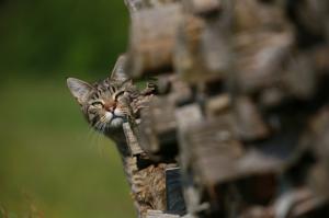 Эти животные явно что-то замышляют