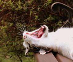 Смешные коты с языками наружу