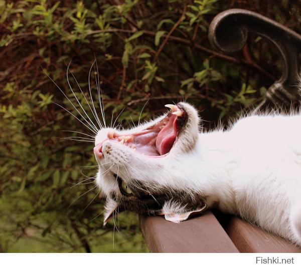 Смешные коты с языками наружу