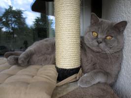 Котоспиритизм