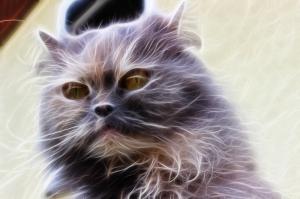 Адские коты, являющиеся истинным воплощением зла