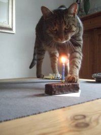 Коты, намеревающиеся съесть все новогодние сладости