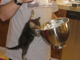 Коты, намеревающиеся съесть все новогодние сладости