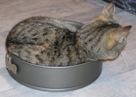 Коты, намеревающиеся съесть все новогодние сладости
