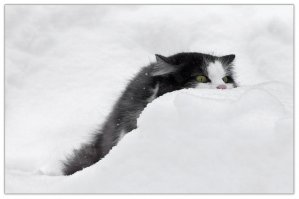 Зима - кошки торжествуют! 