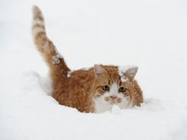 Зима - кошки торжествуют! 