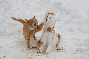 Зима - кошки торжествуют! 
