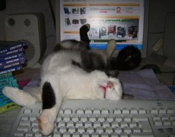 Почему кошки любят клавиатуры?