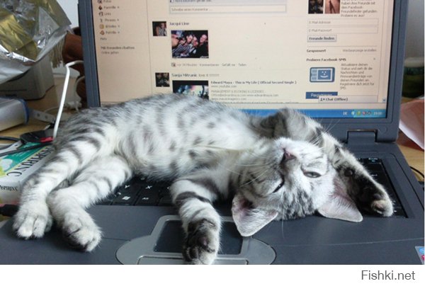 Почему кошки любят клавиатуры?