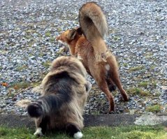 Лиса аж обосралась!