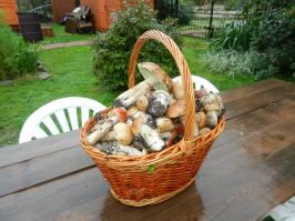 Летние прогулки в поисках грибов