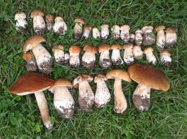 Летние прогулки в поисках грибов