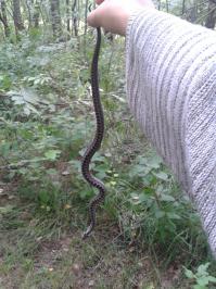 Уже как-то выкладывала фотки своих трофеев. У нас дача в лесу и гадюк огромное количество. На самом участке бывают редко, а вот в лесу их тьма. С детства ловила их руками. Они не так ужасны, как кажутся. Красивые, заразы, и очень приятные на ощупь:) Несколько раз наступала на гадюк ногой и в обуви и босиком, ни разу сразу не пыталась укусить. До последнего стараются уйти мирно.