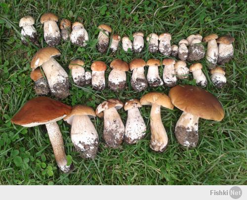 Летние прогулки в поисках грибов