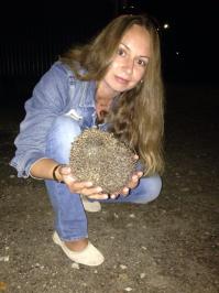 Ушастые красивые Домашнего ежа у меня нет, но много на даче диких. Теперь буду знать, что самые выёжистые-самки;)