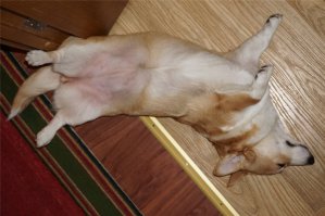 моя корги :) бывают позы и похлеще. но как только подойдёшь сфоткать - меняет позу