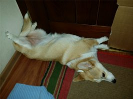 моя корги :) бывают позы и похлеще. но как только подойдёшь сфоткать - меняет позу