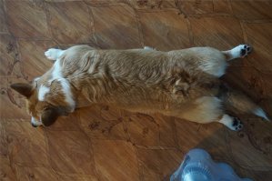 моя корги :) бывают позы и похлеще. но как только подойдёшь сфоткать - меняет позу