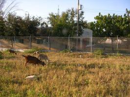 Читая топик, ощущаю какой-то копипаст с зарубежного источника.. А может, Доминикана и действительно настолько замечательная страна, взглядом туриста.

Будучи человеком далеким от туризма, но побывавшим во многих странах, про Доминикану могу рассказать следующее, и в небольшое противоречие ТС.

- В глубине страны, крайне редко встречаются лошади, но очень большое количество диких коз.
Местные жители иногда используют их в пищу.. По крайней мере, мы почти каждый день заказывали в ресторанчике при "гостинице" ребрышки, свиную отбивную и самое вкусное - на местном языке - каламари (переводить не нужно... Кальмаровые колечки в панировке, обжаренные в масле))) Также, местные жители научили есть авокадо - намазывают его на черный хлеб, поливают маслом, посыпают солью и едят!))
- Люди праздно отдыхающие группками, не просто отдыхают.. Это что-то типа наших валютчиков на рынке.. Продают в основном ганджубас.. 
Раз вечером прогулялся до ларька за соком.. Все эти дружные парни прыгнули на мопеды и мотоциклы, и жестом, как наш "Пойдем выпьем предлагали траву"..
- Страна на экваторе.. да, действительно, круглый год +30, солнце встает около 9 утра и ближе к 6 вечера темень!
- Как говорили на тот момент местные, только один человек, говоривший по русски жил где-то неподалеку, больше русско-разговаривших они не встречали..
- Девушки, даже, молодые, ростом не более 160.. ничего привлекательного.. Но, так же есть пары молодых людей, просто прогуливающихся.. А не стругавших детей с 16 лет!
- Был один местный житель на верфи, который учился в молодости в Спб, но кроме русского мата он больше слов не помнил)))
- Поражала чистота кругом, голубое море.. Это про грязь упомянутую ТС..
- Воду, действительно, пить нельзя и спать без нижнего белья!
- И самое главное.. идеально ровные, асфальтированные дороги, даже в таких захолустьях, где стоит пару домов! В Санто-Доминго можно взять а/м на прокат в Rentalcar'e.. оптимально))) 
Больше, так ничего не помню, да и был там последний раз больше 7 лет назад.. Но, впечатления только положительные! Если бы не стоимость билетов на самолет, летал бы туда каждый год!