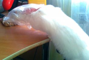 Кто говорит,что кролики тупые и злобные? Вам просто с питомцем не везло :)) Был у нас кроль - свободно носился по квартире, отзывался на "кис-кис", любил, когда его чешут за ушком. Воровал лимон из чая, еду из тарелок, которые оставили без присмотра. Ел из рук. Когда чистила картошку-ловил и хрумкал очистками.