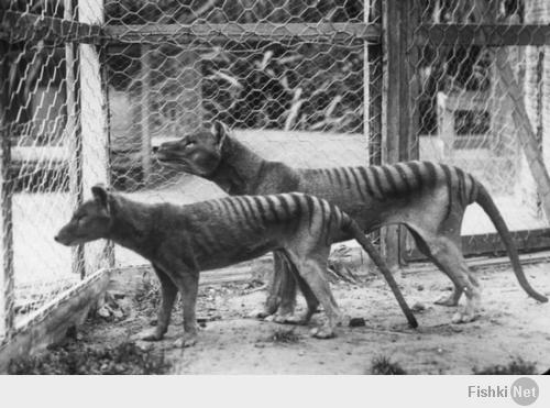 Тасманский тигр (Сумрачный волк), последний был убит в 1936 году