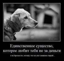 Фотографии, доказывающие, что нет никого преданней собаки