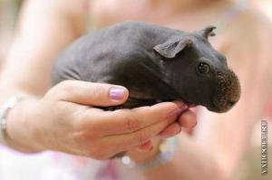 Бритая морская свинка тоже выглядит как крошечный бегемот