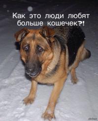 7 глазоразминательных фото «Найди кота» 