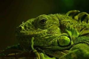 Житель Московского зоопарка.