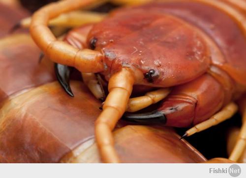 А поцеловать слабо?