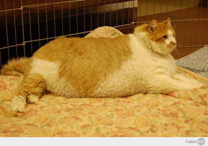 Толстого кота в мире