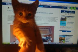 А вот наш подобрашка! Знакомьтесь - Бастиан. Вчера все-таки не выдержали и забрали домой. Уже выкупан и избавлен от блох. Осталось провести дегельминтизацию через пару дней, а потом в клинику на прививки.Единственное что огорчает -  наша взрослая кошка пока очень категорично отказывается его принимать-шипит, рычит... Но ничего привыкнет, что не одна она может быть любимицей