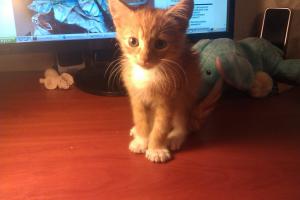 А вот наш подобрашка! Знакомьтесь - Бастиан. Вчера все-таки не выдержали и забрали домой. Уже выкупан и избавлен от блох. Осталось провести дегельминтизацию через пару дней, а потом в клинику на прививки.Единственное что огорчает -  наша взрослая кошка пока очень категорично отказывается его принимать-шипит, рычит... Но ничего привыкнет, что не одна она может быть любимицей