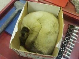 Хозяин, выпусти!