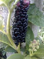 Ага очень на него похоже, точно что какойто из Лаконосов


На счет съедобности ягод все давольно размыто, так что продолжать пробовать я бы не советовал:)