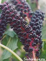 Ага очень на него похоже, точно что какойто из Лаконосов


На счет съедобности ягод все давольно размыто, так что продолжать пробовать я бы не советовал:)