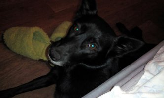 год назад больную и хромую взяли из приюта.Обсолютно убитая собака была.Сейчас это полноценный член нашего семейства.Не о чем не жалеем.